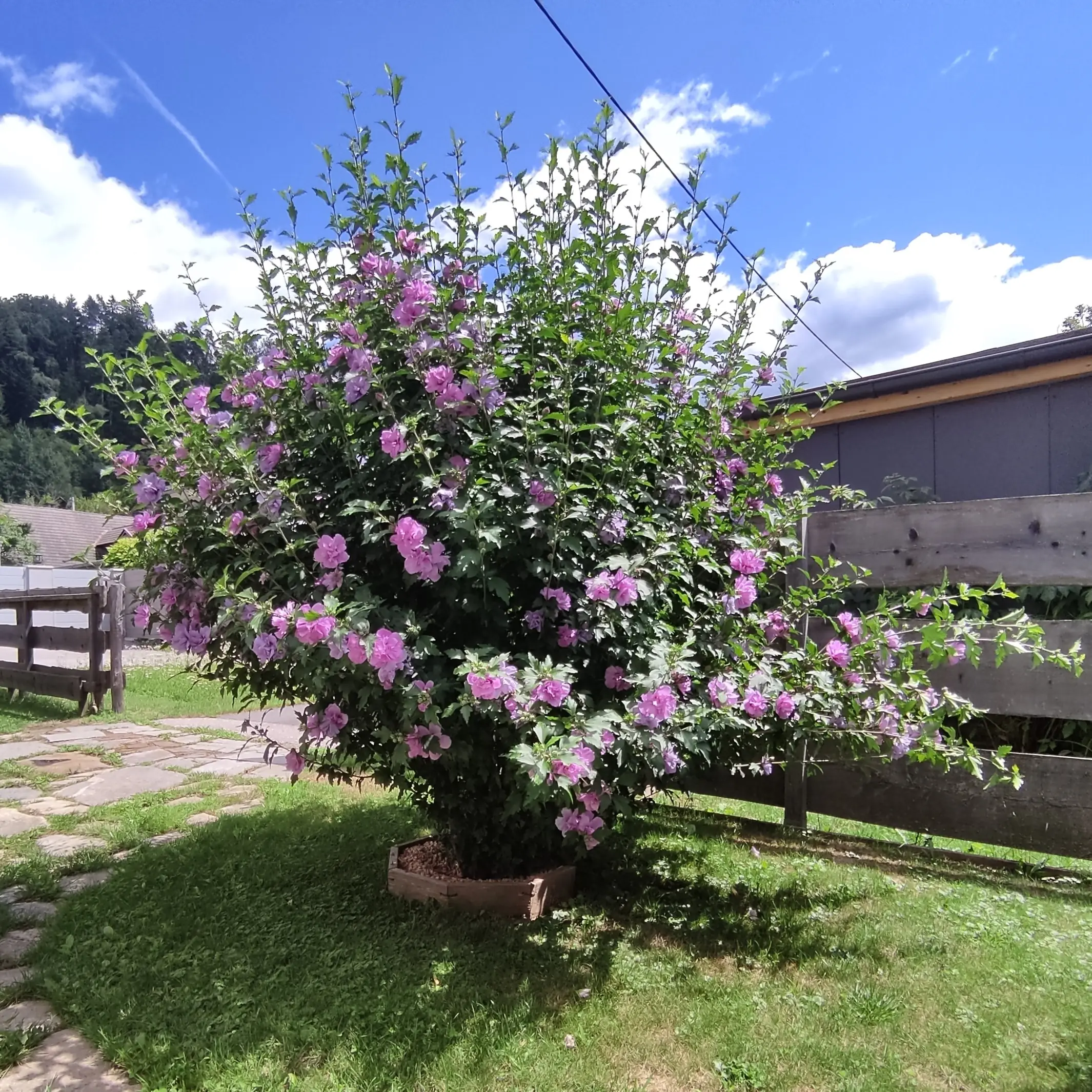 Pflanzenring – modulares Baum- & Pflanzsystem - Gartenprojekt Foto 1