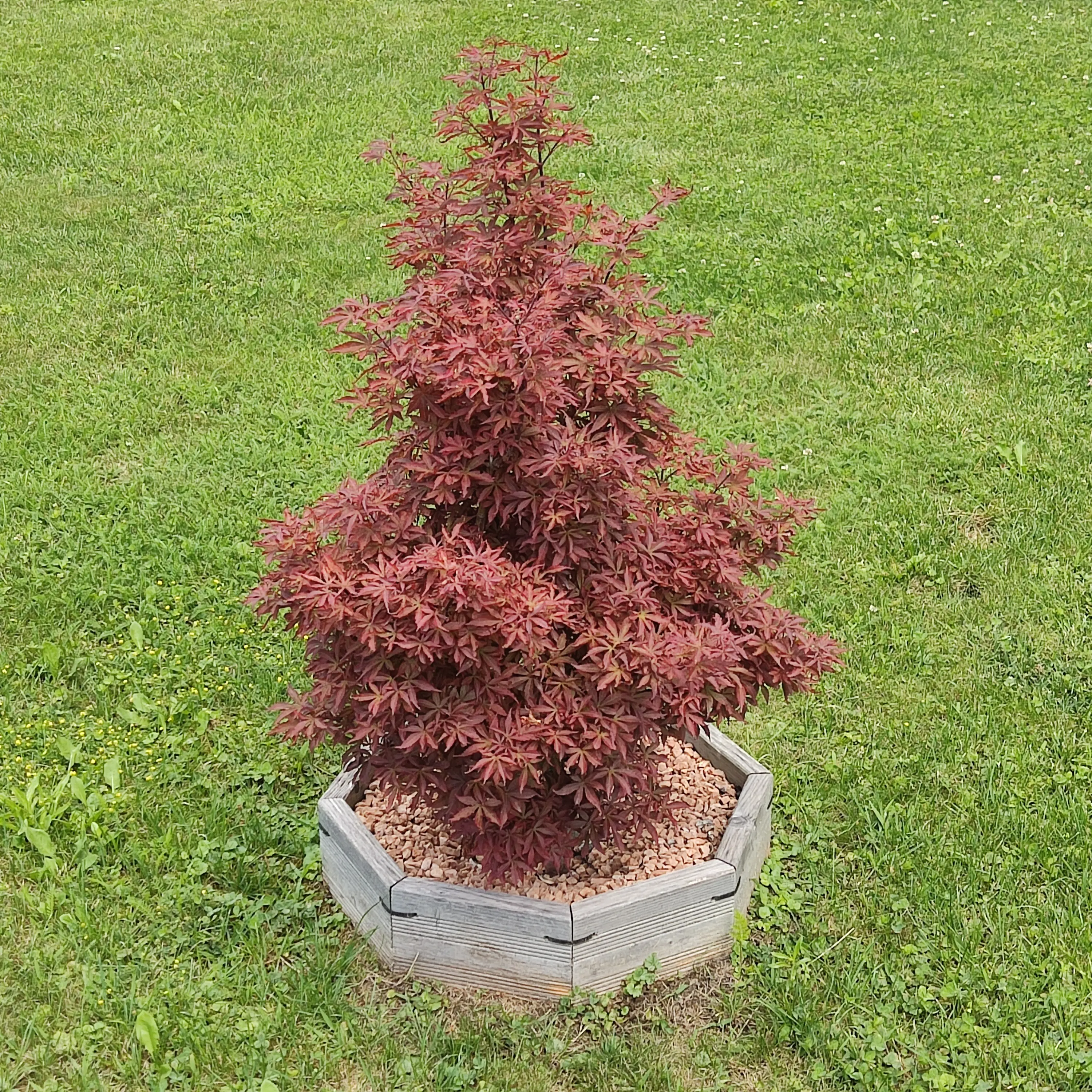 Pflanzenring – modulares Baum- & Pflanzsystem - Gartenprojekt Foto 3