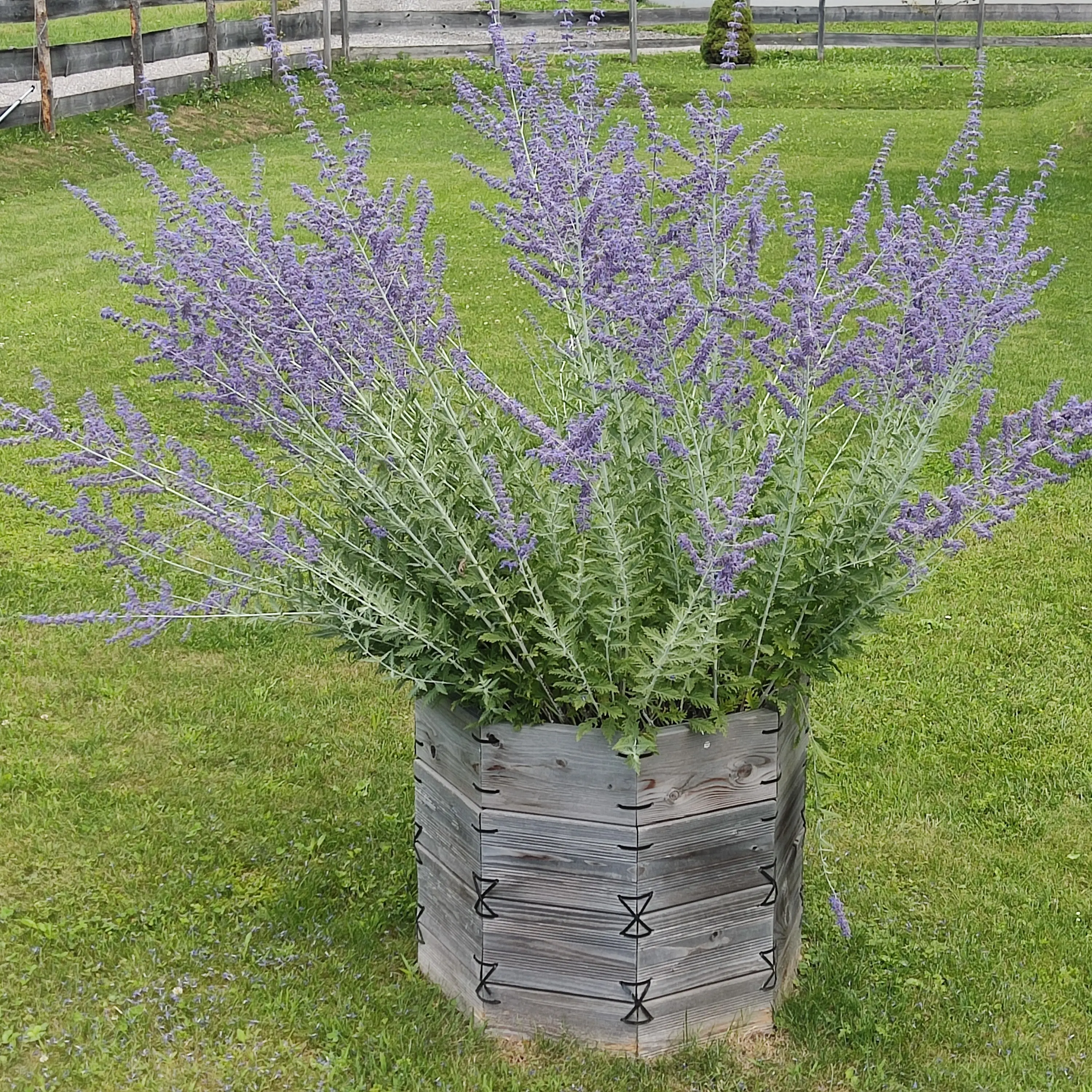 Pflanzenring – modulares Baum- & Pflanzsystem - Gartenprojekt Foto 5