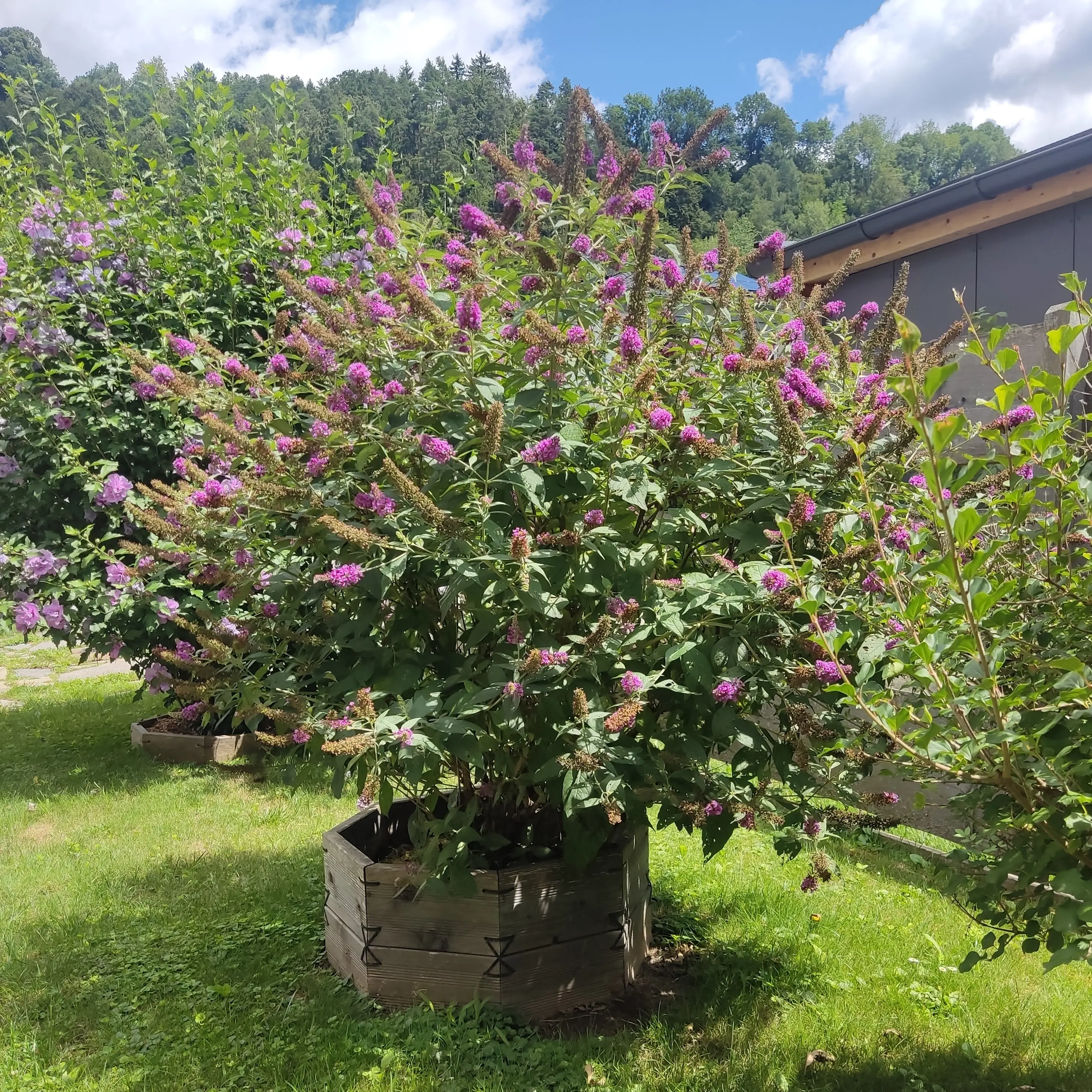 Pflanzenring – modulares Baum- & Pflanzsystem - Gartenprojekt Foto 6